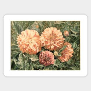 Sunlit Dahlias Sticker